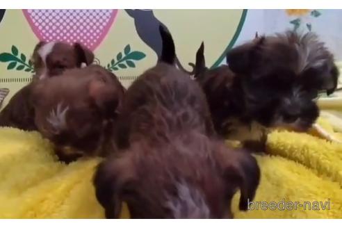 成約済の栃木県のミックス犬-210632の1枚目
